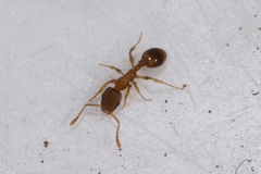 Temnothorax sordidulus