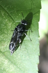 Glipa hilaris