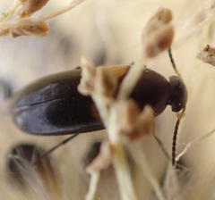 Anaspis fasciata