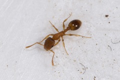 Temnothorax sordidulus
