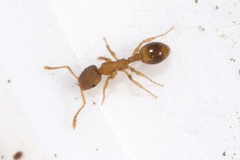 Temnothorax sordidulus