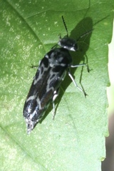 Glipa hilaris