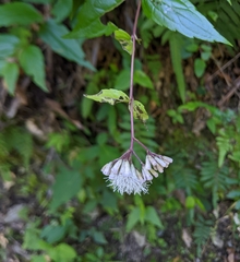 Eupatorium amabile