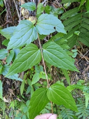 Eupatorium amabile