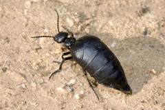 Meloe scabriusculus