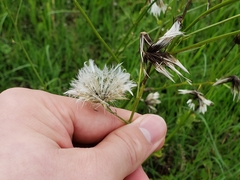 Hypochaeris chillensis