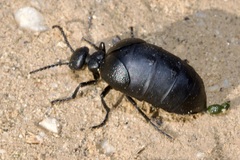 Meloe scabriusculus