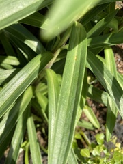 Lilium longiflorum scabrum