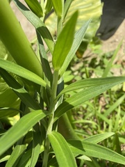Lilium longiflorum scabrum