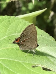 Electrostrymon guzanta