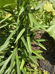 Lilium longiflorum scabrum
