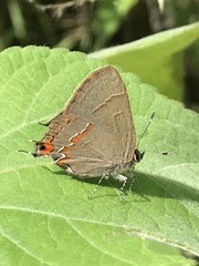 Electrostrymon guzanta