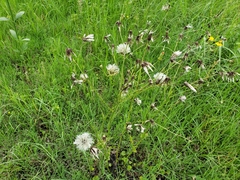 Hypochaeris chillensis