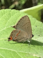 Electrostrymon guzanta