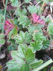 Alchemilla orbiculata