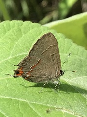 Electrostrymon guzanta