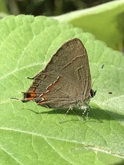 Electrostrymon guzanta