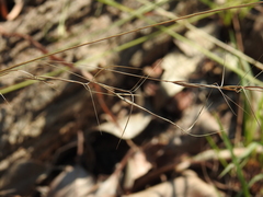 Aristida warburgii