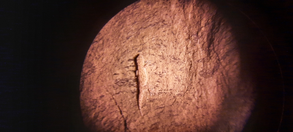 Haacke’s Gecko