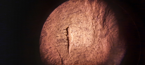 Haacke’s (Thick-toed) gecko, Pachydactylus haackei