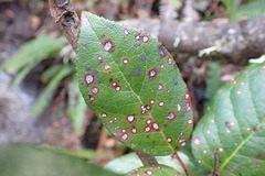 Mycosphaerella chimaphilae