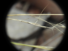 Aristida warburgii