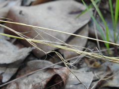Aristida warburgii
