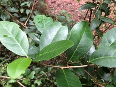 Croton acronychioides