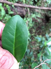 Croton acronychioides