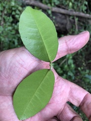 Croton acronychioides