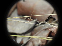 Aristida warburgii