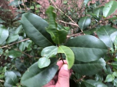 Croton acronychioides