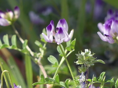 Astragalus rattanii jepsonianus