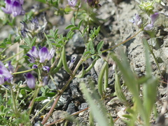 Astragalus rattanii jepsonianus