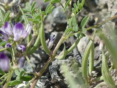 Astragalus rattanii jepsonianus