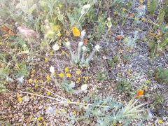 Platystemon californicus