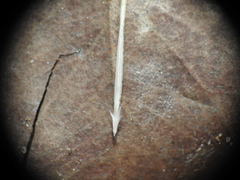 Aristida warburgii
