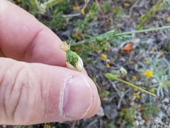 Platystemon californicus