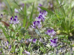 Astragalus rattanii jepsonianus