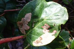 Cameraria gaultheriella