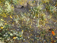 Platystemon californicus