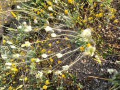 Platystemon californicus