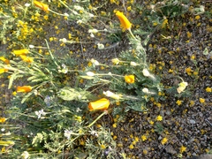 Platystemon californicus