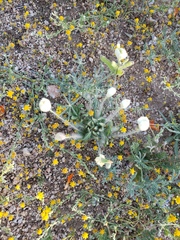 Platystemon californicus