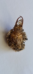Nymphinae