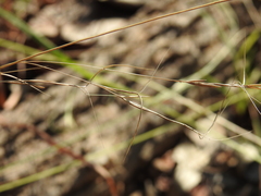 Aristida warburgii