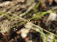 Aristida warburgii