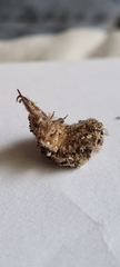 Nymphinae