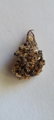 Nymphinae