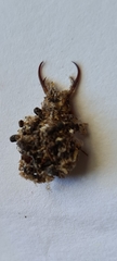 Nymphinae